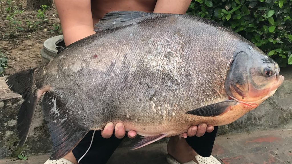 Pacu Fishing – Encounter the Ferocious Fish from the Amazon – 1 Day ca chim